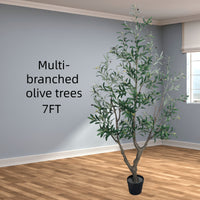 Multi-branched olive trees 7FT