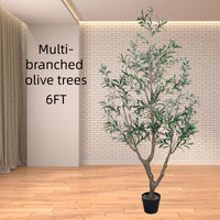 Multi-branched olive trees 6FT