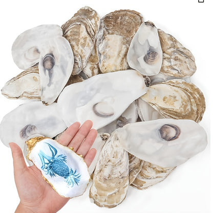 17pcs Flat Oyster Shells 3-5in Medium to Large, Natural, Disk Shaped, Craft Sea Shells for Home Vase Filler, Xmas Ornaments, DIY Arts And Crafts