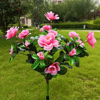 Pink Rhododendron