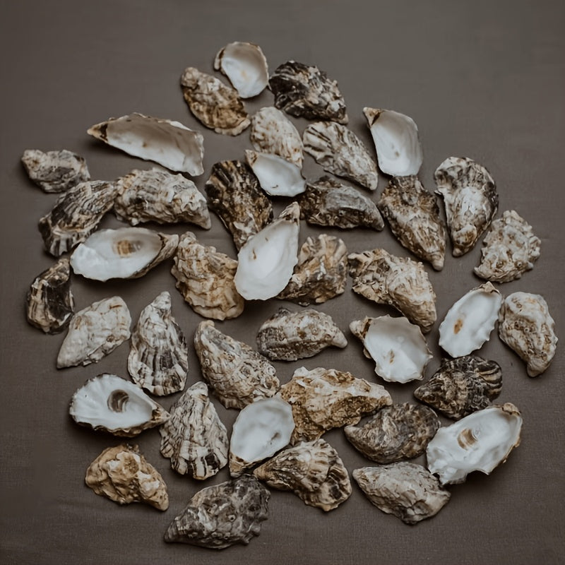 17pcs Flat Oyster Shells 3-5in Medium to Large, Natural, Disk Shaped, Craft Sea Shells for Home Vase Filler, Xmas Ornaments, DIY Arts And Crafts